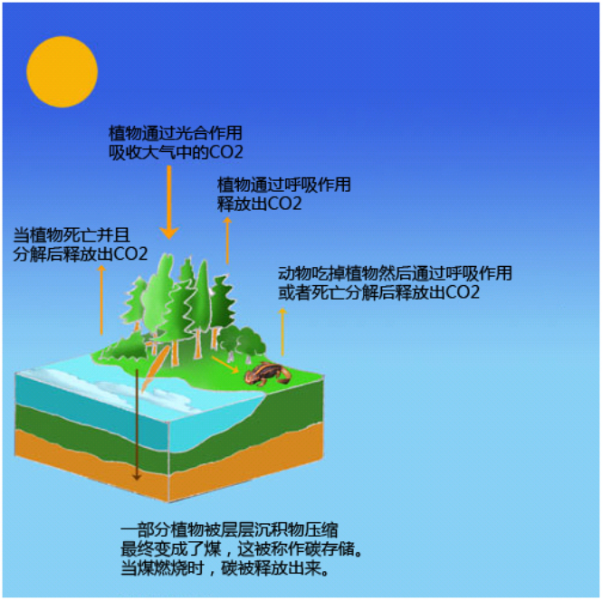 煤是一種化石燃料，所以燒煤產(chǎn)生的CO2排放量較高.png